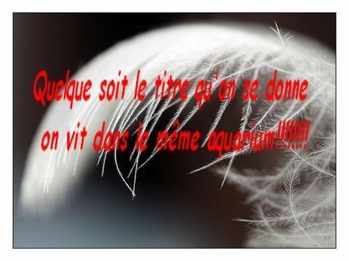 Belles Phrases